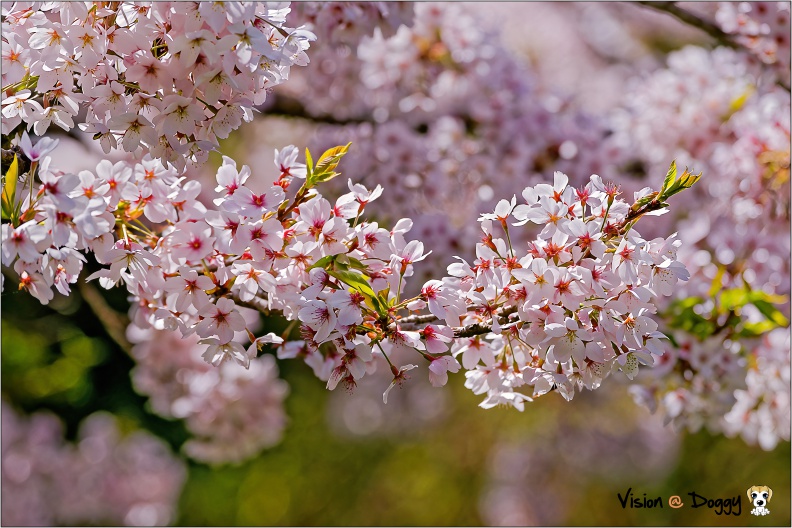 pic-20150319-U2-10-L.jpg