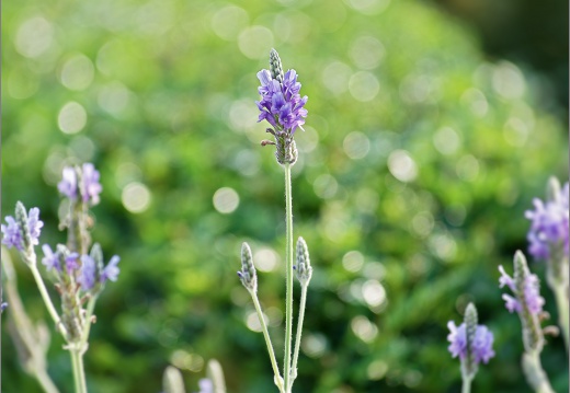 pic-20240306-U2-01-薰衣草-L