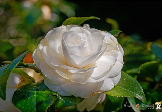 pic-20150319-U2-03-茶花-L