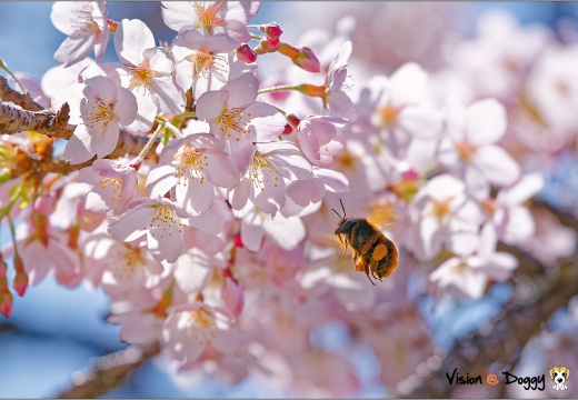 pic-20150319-U2-04-L