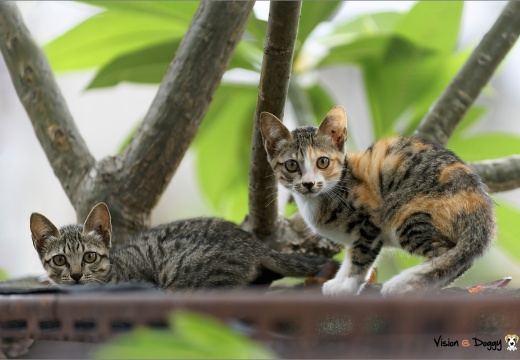 pic-20250604-02-cat-01