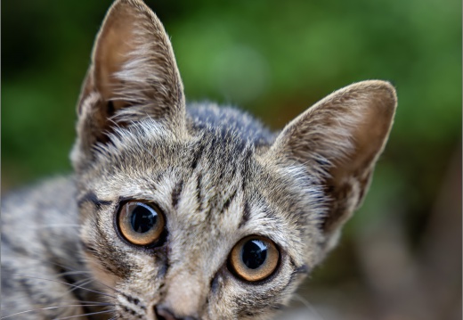 pic-20250618-02-cat-L