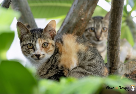 pic-20250711-01-cat-L