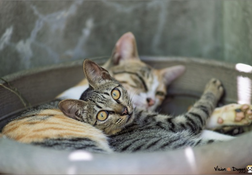 pic-20250809-01-cat-L