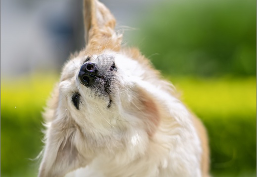 Bagel & A-mei & Cooper
