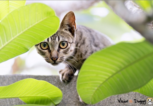 pic-20250907-01-cat-L